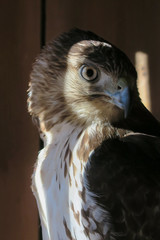 A Red Tailed Hawk in Light and Shadow
