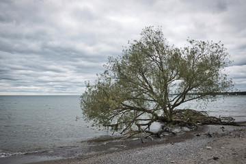 Fototapeta na wymiar Uprooted tree by edge of blue lake water on a beach on a cloudy day
