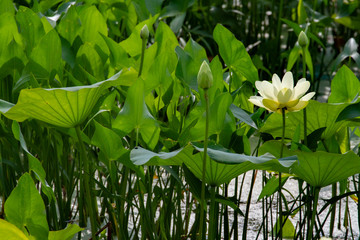 Fototapeta premium Giant Lotus Blossom in Lily Lake in the Amana Colonies