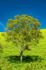 A white birch standing on a vibrant green hill_A