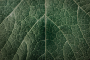 Details and textures of green leaves in abstract form for use as a background.