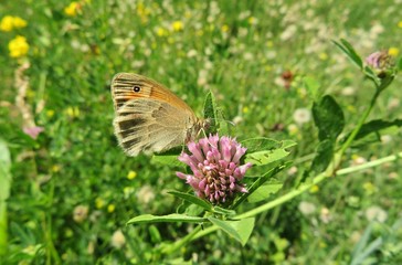 Brown gatekeeper butterfly on a clover flower in the meadow, closeup 