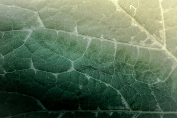 Details and textures of green leaves in abstract form for use as a background.