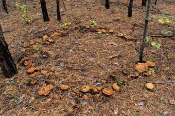 Witch circle, mushroom circle, rare frame, edible mushroom