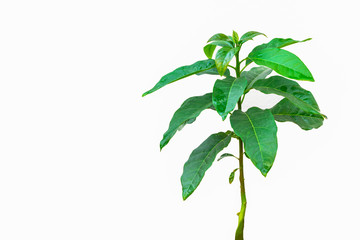 The green leaves of tree avocado isolated on a white background