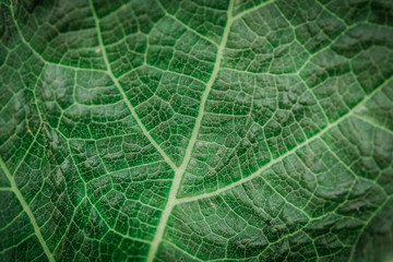 Details and textures of green leaves in abstract form for use as a background.