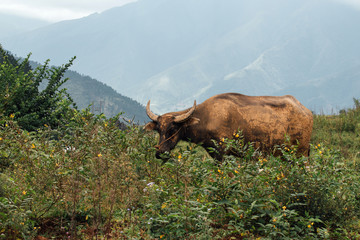 Asian buffalo wild water buffalo inhabit tropical