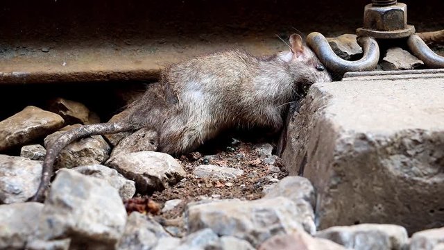 Dead rat lies in the rails, close-up view.