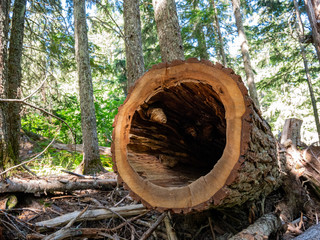 Walking in the Trail of the Avalanche Trail
