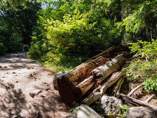 Walking in the Trail of the Avalanche Trail