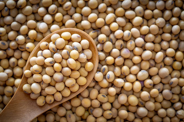Soy bean in wooden spoon over soy bean grain stack.