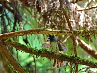 子育てに大忙しのサンコウチョウのカップル