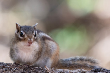春のエゾシマリス