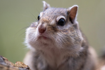 春のエゾシマリス