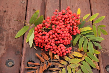 A bunch of mountain ash with leaves of different colors on a wooden background