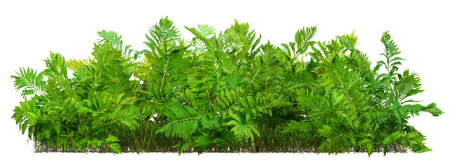 Hedge of fern plant isolated on a white background. Bush of lush green leaves. High quality clipping mask for professional composition.