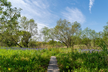 夏の終わりの麻機遊水地　青い花を咲かせたミズアオイの沼