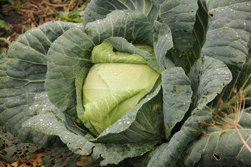 white cabbage in the garden, on the leaves of a dew drop. Autumn harvest of vegetables