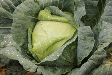 white cabbage in the garden, on the leaves of a dew drop. Autumn harvest of vegetables
