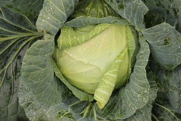 Fototapeta premium white cabbage in the garden, on the leaves of a dew drop. Autumn harvest of vegetables