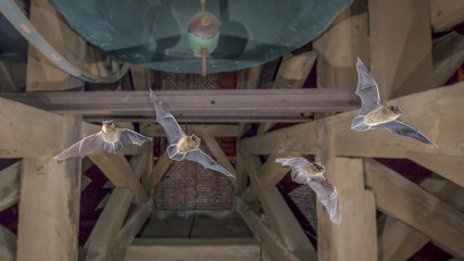 Four Flying pipistrelle bats in church tower