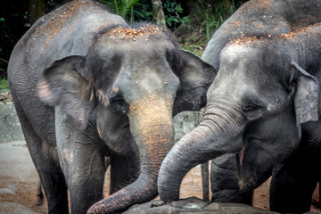 Singapore - JUNE 21, 2019: Two elephants in each other's company