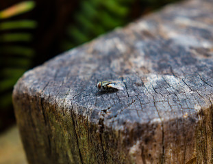 fly sitting on wooden post