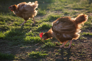Summer morning in the chicken yard