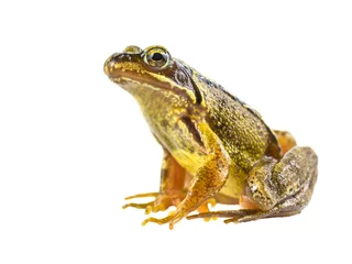  Common brown frog on white background © creativenature.nl