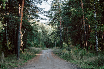 road through dark forest in autumn. Vintage outdoor photo
