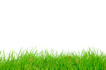 Fototapeta premium Doskonała trawa, naturalna zieleń Białe tło