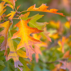 Autumnal colored oak leaves