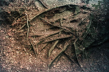 Huelgoat forest Le Menage de la Vierge. Brittany. France