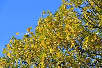 A photo of Autumn leaves against the blue sky. BC Canada