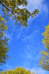 A photo of Autumn leaves against the blue sky. BC Canada