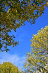 A photo of Autumn leaves against the blue sky. BC Canada