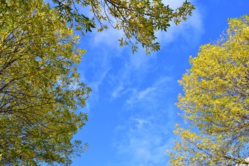 A photo of Autumn leaves against the blue sky. BC Canada