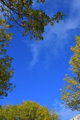 A photo of Autumn leaves against the blue sky. BC Canada