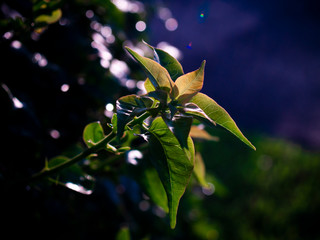 Buganvilla leaves