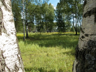 tree in park