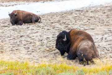American Bisons Resting at Hayden Valley in Yellowstone National Park