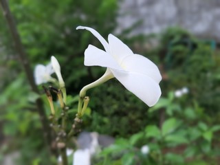 Fototapeta premium white flower