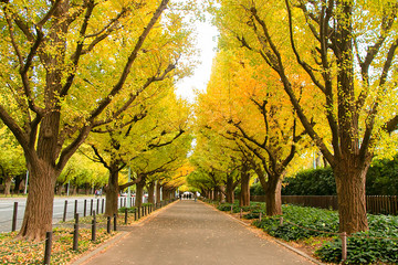 Landscape of beautiful yellow ginkgo trees tunnel along the Icho Namiki street in autumn season, Meiji Jingu Gaien, One of the most tourist attraction in Tokyo.