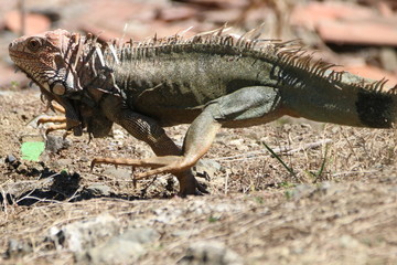 green iguana running on a rock