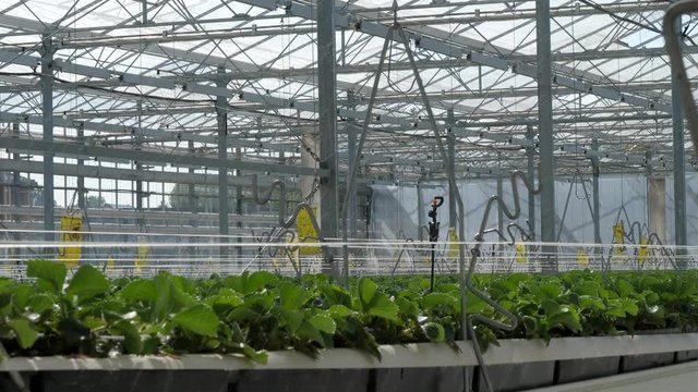 Water sprinkler system in industrial strawberry greenhouse. Static.