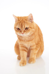 british shorthair cat