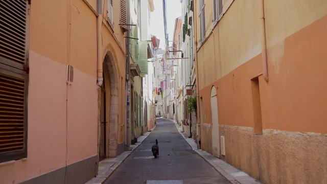 Dog pooping in the middle of the old town road and runs away. Distant plan