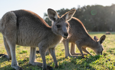 Naklejka na ściany i meble wildlife animal young child kid joey kangaroo Australian animal 