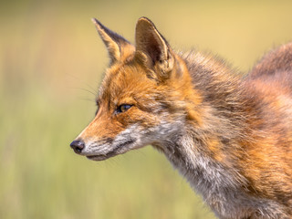 Fototapeta na wymiar Red Fox portrait sideview
