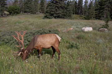 Elk grazing in Jasper National Park Canada